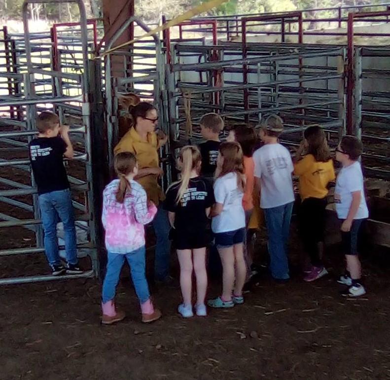 group of 2nd graders surrounding a calf at the cow station on Ag Day 22